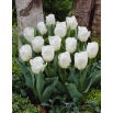 Tulipan niski biały - Greigii white - duża paczka! - 50 szt.