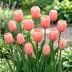 Tulipan morelowy - Apricot - GIGA paczka! - 250 szt.