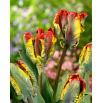 Tulipan Rasta Parrot - duża paczka! - 50 szt.