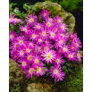 Zawilec grecki - Violet Star - duża paczka! - 80szt.