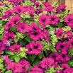 Petunia zwisająca - fioletowa