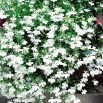 Lobelia zwisła biała