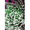 Lobelia zwisła biała