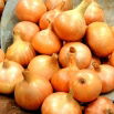 Cebula Algida - 100 gram