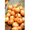 Cebula Algida - 100 gram