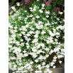 Lobelia zwisła biała