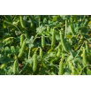 Groch Sześciotygodniowy - NANO-GRO - 30% większe zbiory