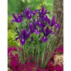 Irys holenderski - Purple Sensation - GIGA paczka! - 500 szt.