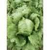 Sałata Kumak - NANO-GRO - 30% większe zbiory