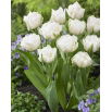 Tulipan Mount Tacoma - duża paczka! - 50 szt.