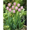Tulipan Pink Diamond - duża paczka! - 50 szt.
