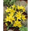 Tulipan Urumiensis - duża paczka! - 50 szt.