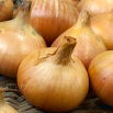 Cebula Octavia - NANO-GRO - 30% większe zbiory