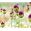 Czosnek główkowaty - Allium sphaerocephalon - GIGA paczka! - 1000 szt.
