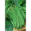 Fasola Jagusia - NANO-GRO - 30% większe zbiory
