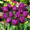 Tulipan fioletowy - Violet - duża paczka! - 50 szt.