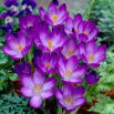 Krokus Ruby Giant - GIGA paczka! - 500 szt.