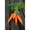 Marchew Berlikumer 2 - Perfekcja - NANO-GRO - 30% większe zbiory