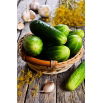Ogórek Odys F1 - NANO-GRO - 30% większe zbiory