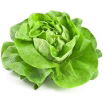 Sałata Królowa majowych - masłowa - NANO-GRO - 30% większe zbiory