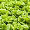 Sałata Królowa majowych - masłowa - NANO-GRO - 30% większe zbiory