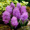 Szafirek pierzasty - Muscari Plumosum - GIGA paczka! - 250 szt.