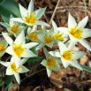Tulipan Turkestanica - duża paczka! - 50 szt.