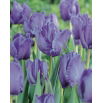 Tulipan papuzi Blue Parrot - duża paczka! - 50 szt.