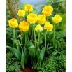 Tulipan lodowy - Beauty of Apeldorn - GIGA paczka! - 250 szt.