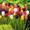 Tulipan Mix - GIGA paczka! - 250 szt.