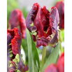 Tulipan Rococo - duża paczka! - 50 szt.