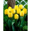 Tulipan Royal Elegance - duża paczka! - 50 szt.