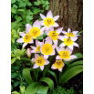 Tulipan Saxatilis - duża paczka! - 50 szt.