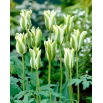 Tulipan Spring Green - duża paczka! - 50 szt.