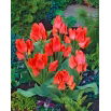 Tulipan Toronto - duża paczka! - 50 szt.