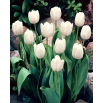 Tulipan White Dream - duża paczka! - 50 szt.