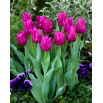 Tulipan Passionale - duża paczka! - 50 szt.