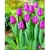 Tulipan Negrita - duża paczka! - 50 szt.