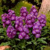 Lewkonia letnia Excelsior Purple Heart