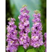 Lewkonia letnia Excelsior Lavender Lilac