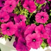 Petunia zwisająca Fortunia - purpurowa