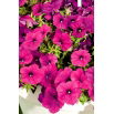 Petunia zwisająca Fortunia - purpurowa