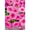 Petunia zwisająca Fortunia - różowa
