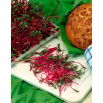 Microgreens - Burak ćwikłowy - młode listki o unikalnym smaku