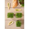 Microgreens - Rukola jednoroczna - młode listki o unikalnym smaku - 1 kg