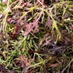 Musztardowiec Red Frills