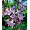 Drzewo tlenowe - Oxygen Tree - Paulownia omszona - produkuje dużo tlenu