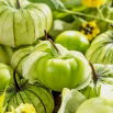 Miechunka pomidorowa Tomatillo