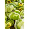 Miechunka pomidorowa Tomatillo