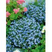 Lobelia przylądkowa jasnoniebieska - Stroiczka